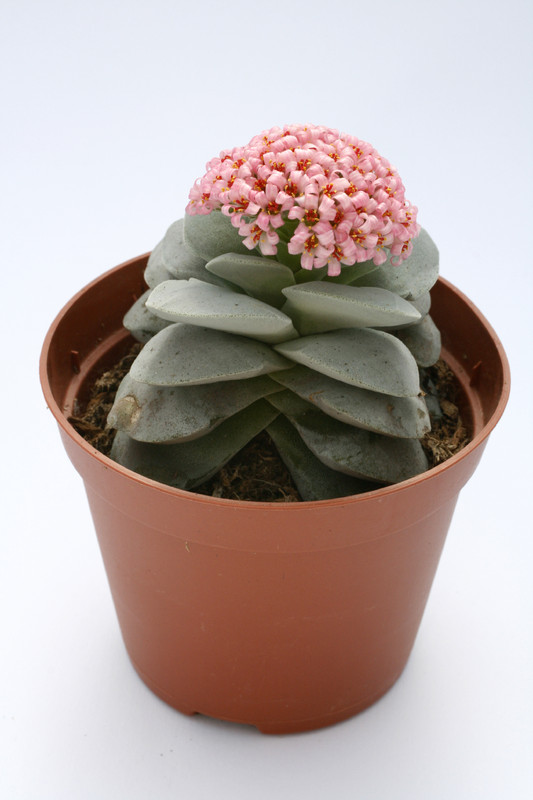 crassula morgans beauty 7709