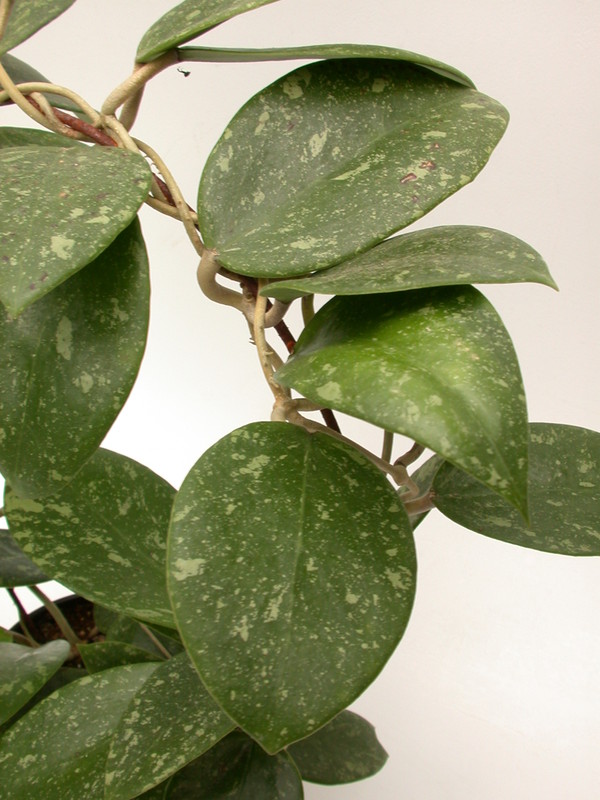hoya parasitica lao 3930