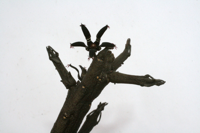 rhytidocaulon macrolobum 9649