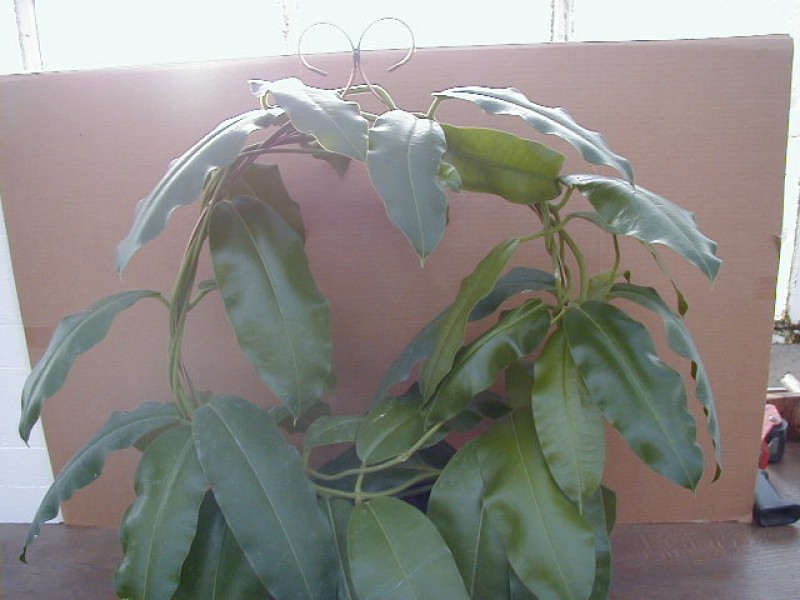 hoya rauschii plant