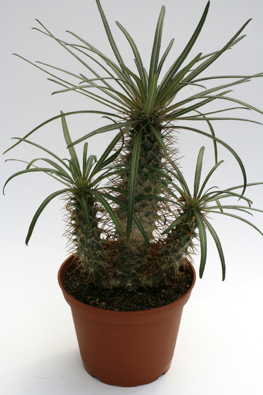pachypodium geayi 9990