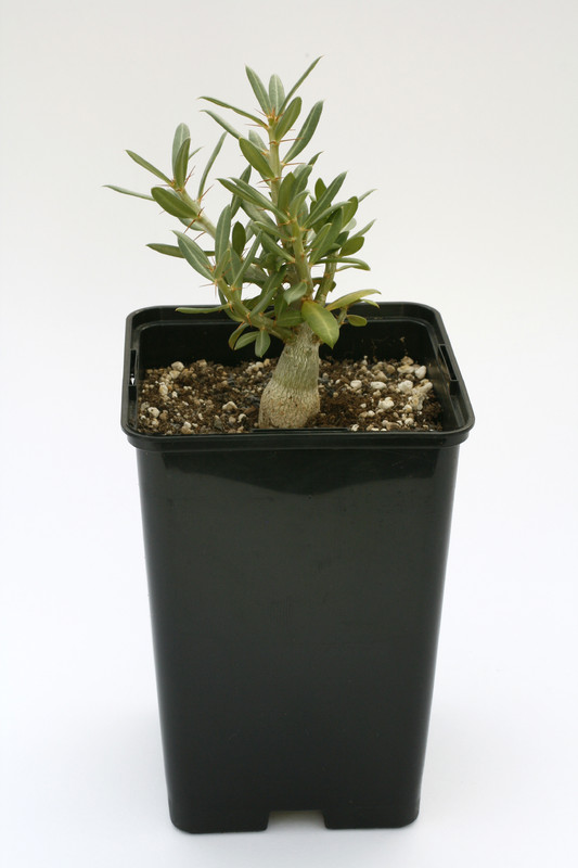 pachypodium bispinosum 7538