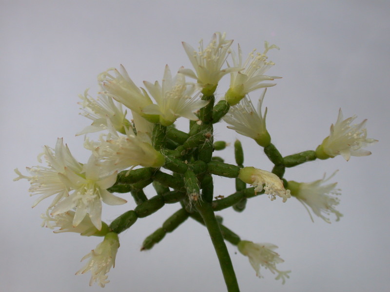 rhipsalis ceruscula 2076