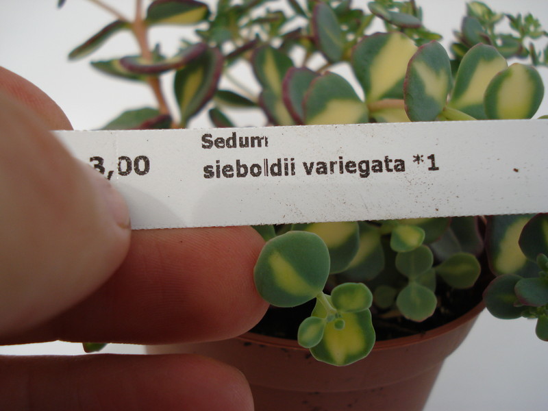 sedum sieboldii variegata 690