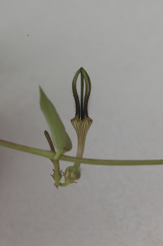 ceropegia barkleyi 02