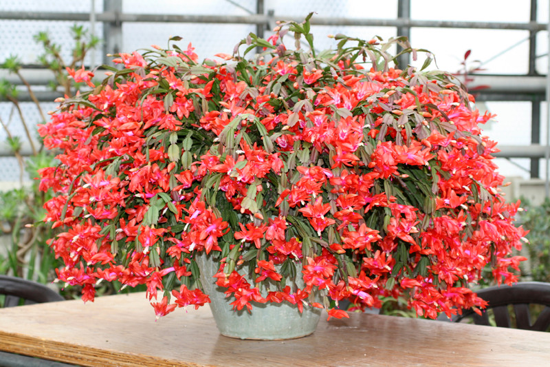 schlumbergera spec 1218