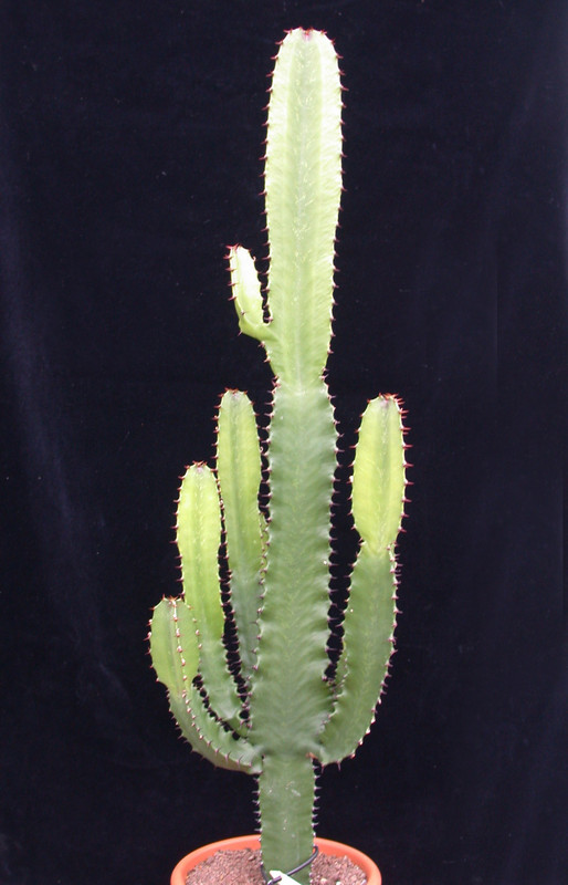 euphorbia ingens 8905