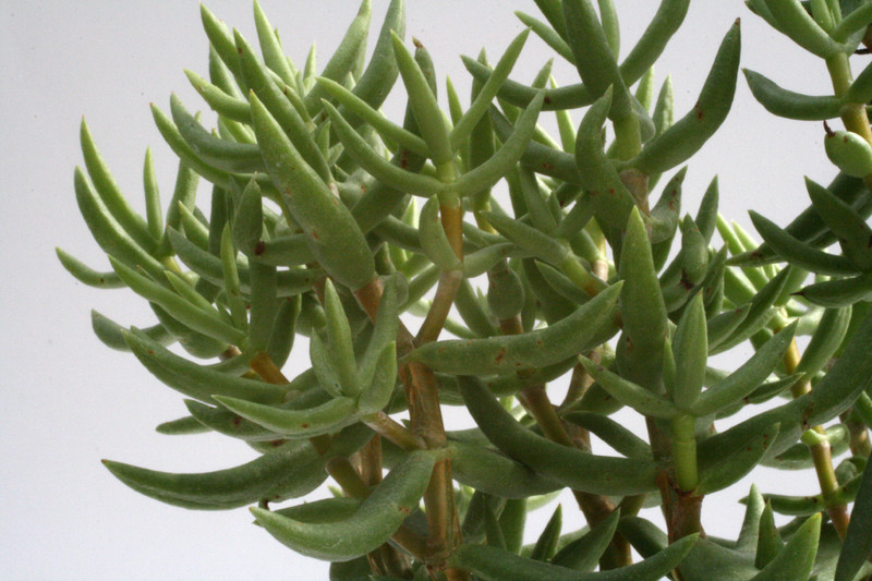 crassula tetragona 0208