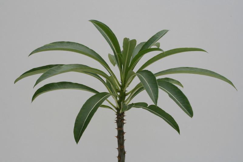 pachypodium rutenbergianum 3537