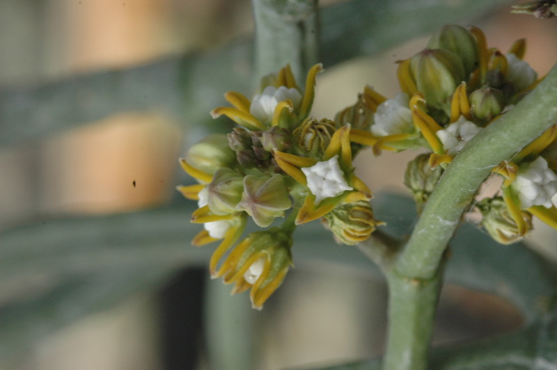 cynanchium perrieri 1058