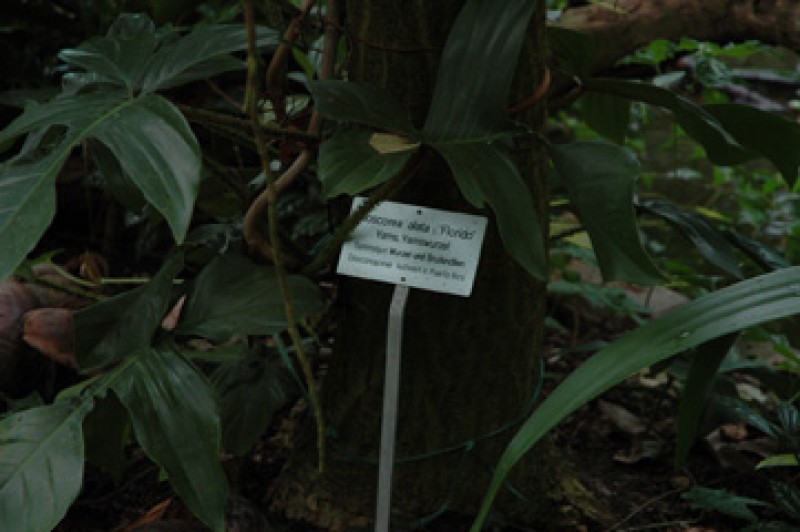 dioscorea alata 02