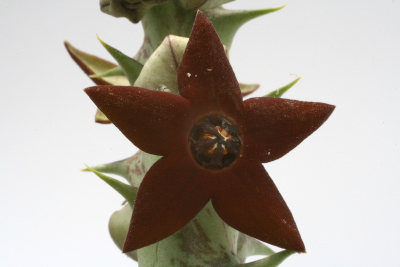 orbea commutata 9341