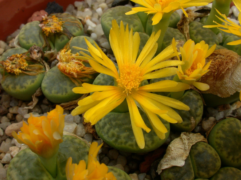 lithops bromfieldii insularis sulphurea c362 08