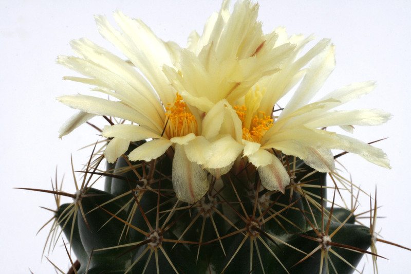 coryphantha vogtherriana hk1249 0217