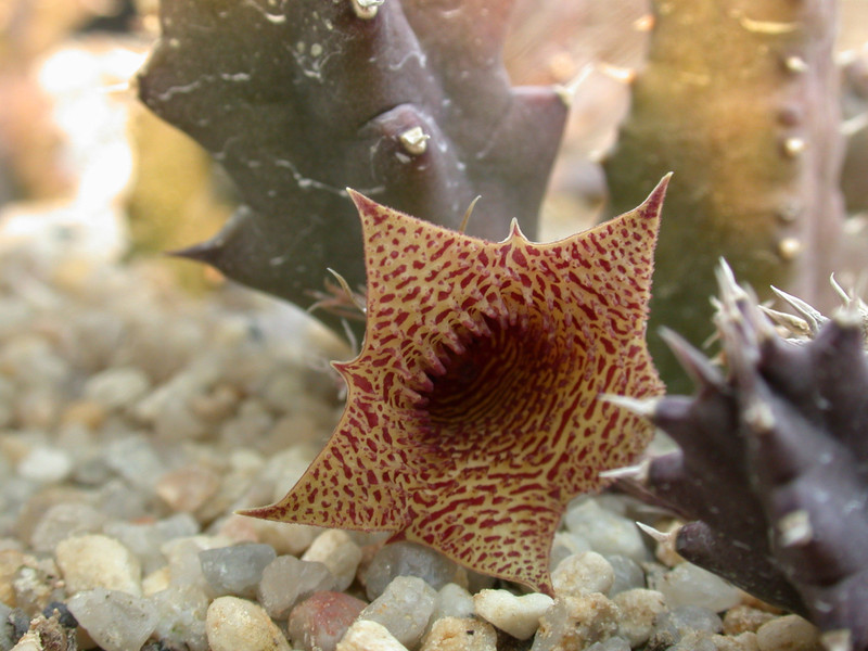 huernia loesneriana02