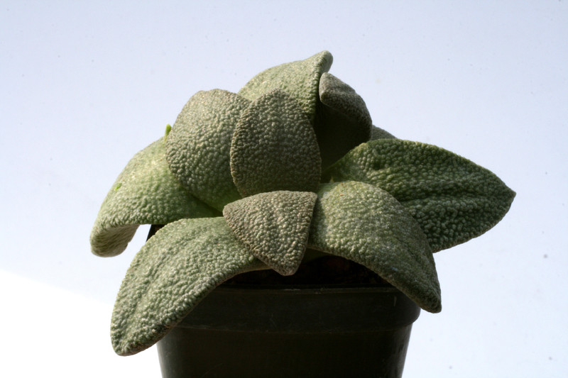 aloinopsis rubrolineata 3470