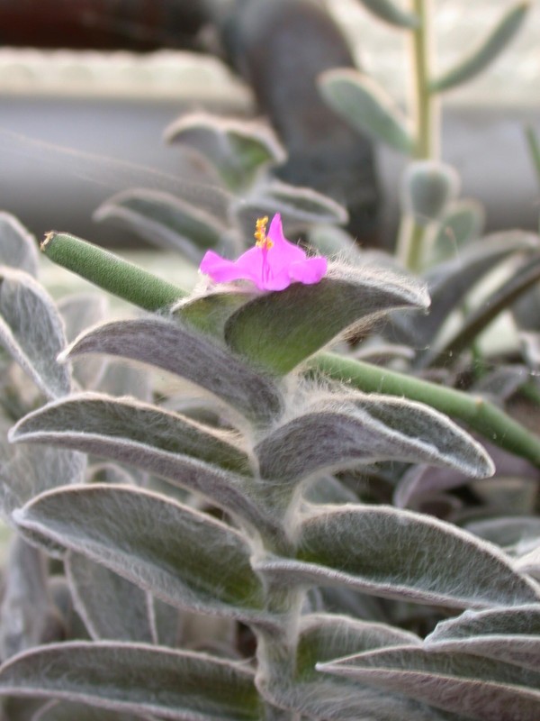 tradescantia sillamontana
