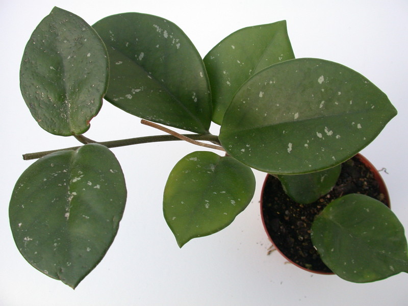 hoya carnosa motoskei 1420
