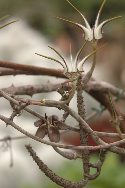 ceropegia stapeliaeformis 8766