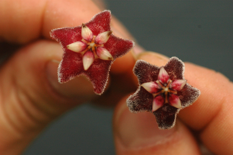 hoya pubicalyx red button 01