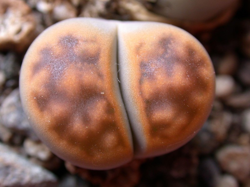 lithops karasmontana lericheana 02