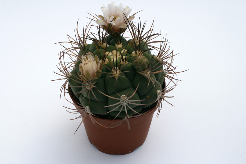 gymnocalycium tilcarense mg490 35 9932