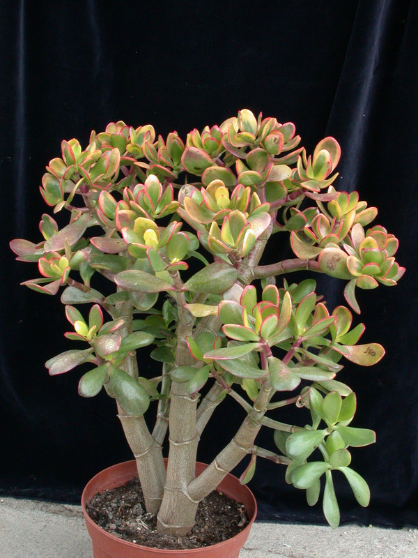 crassula portulacea summer rainbow 03