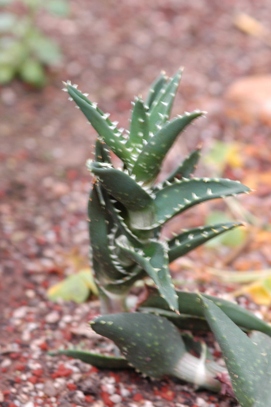 aloe mitriformis 04