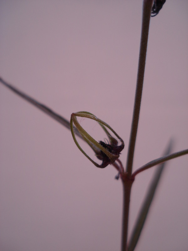 brachystelma gracile 162