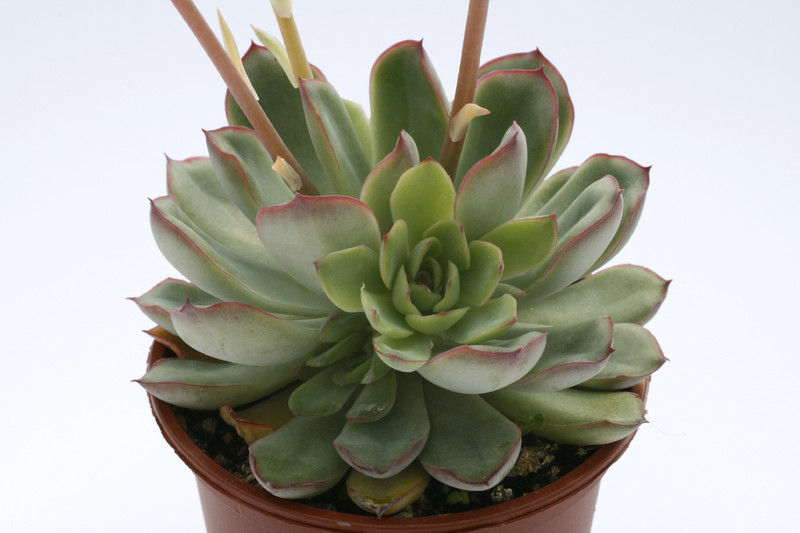 echeveria pulidonis 7926