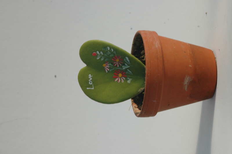 hoya kerryi love 1760