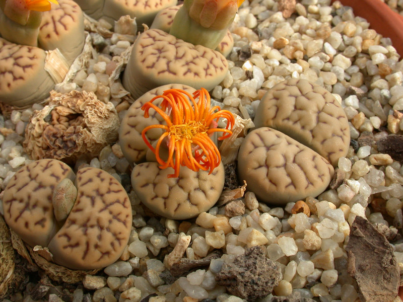 lithops bromfieldii mennellii 03