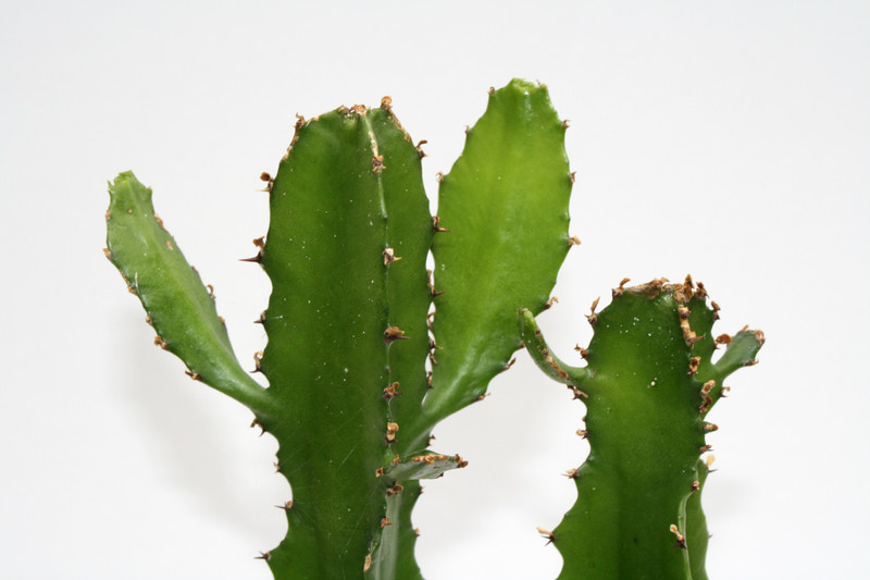 euphorbia vajravelui w 4023
