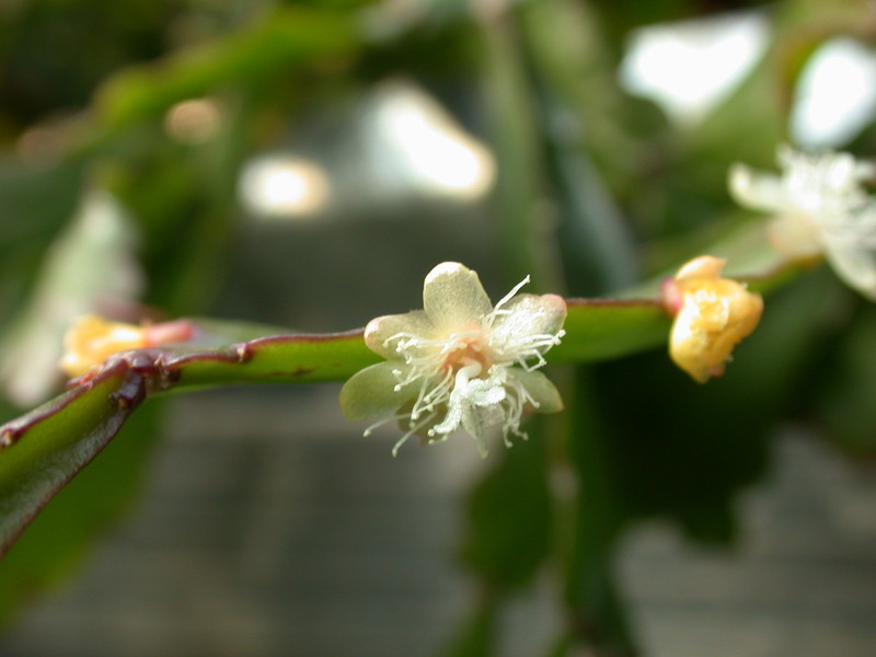 rhipsalis sp rhombea rg rh875 8970