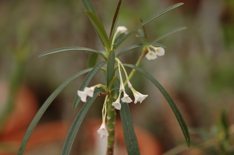 euphorbia robivelonae 1061