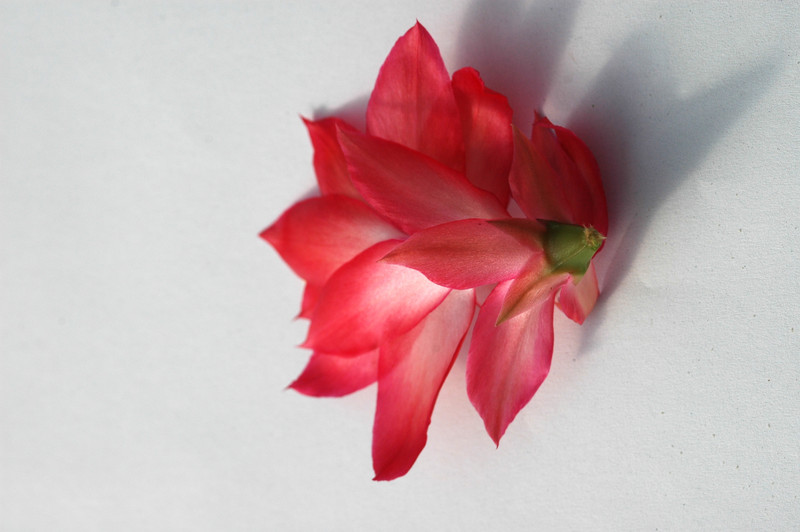 schlumbergera mac 8179