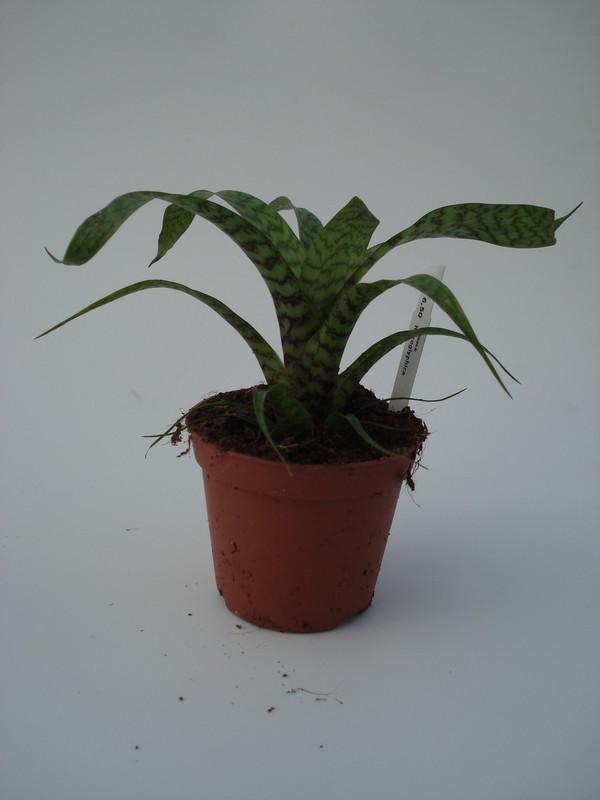 vriesea hieroglyphica 4580