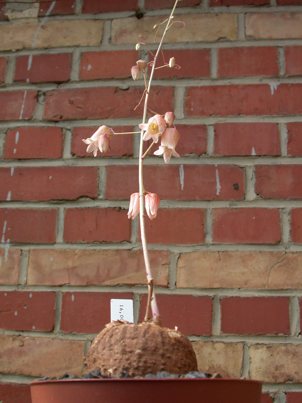 adenia stenodactyla 07