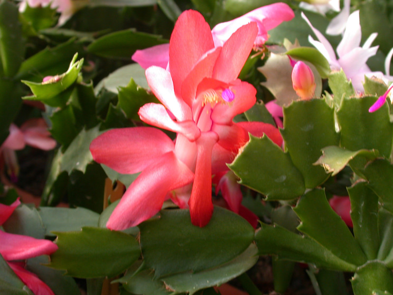 schlumbergera stephanie 03
