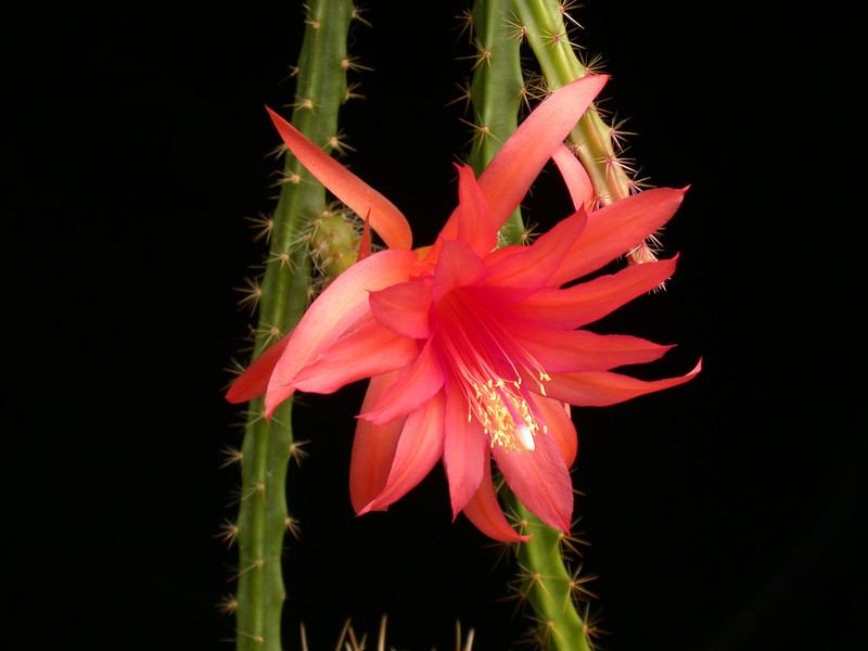 aporocactus engl no31 02