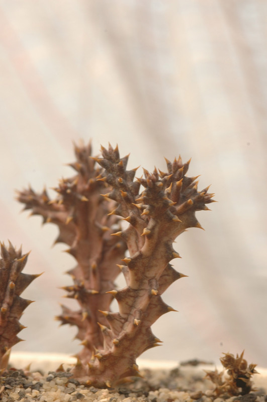 edithcolea grandis 06