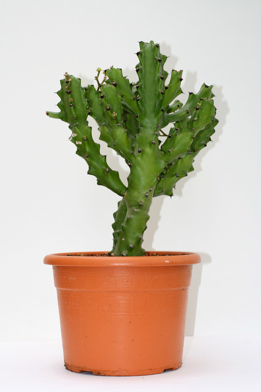 euphorbia mayuranathanii 3483