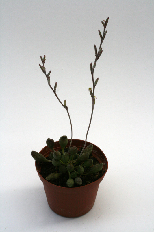 adromischus cristatus schoenlandii 0091