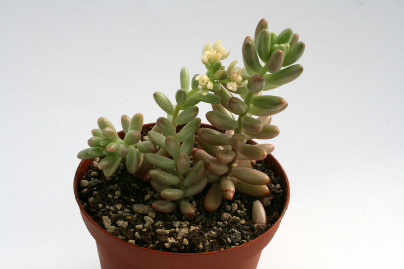 sedum rubrotinctum variegata 7571