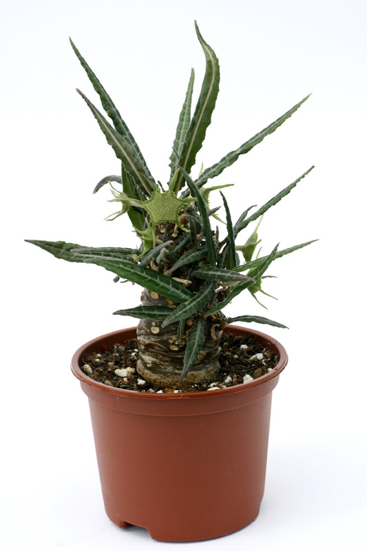 dorstenia lancifolia 0838