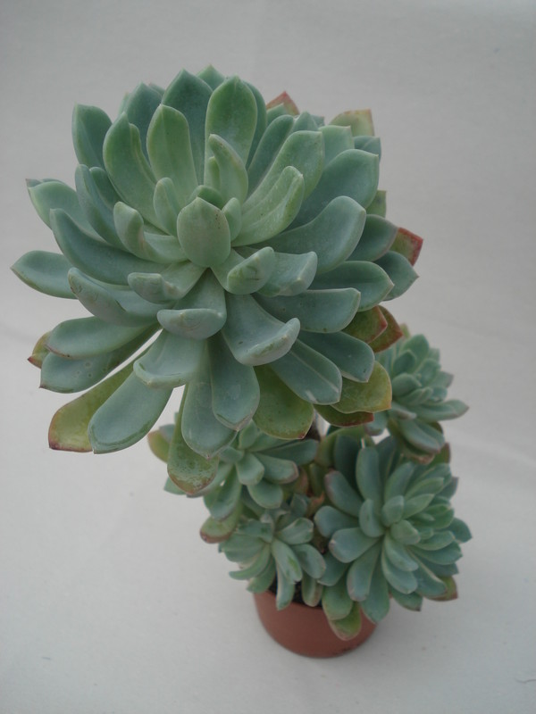 echeveria howeyi 8325
