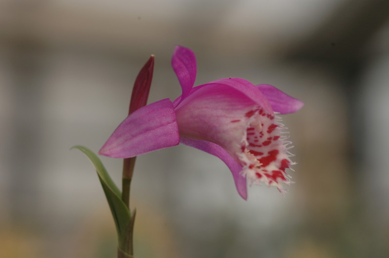 pleione limprichtii 1207