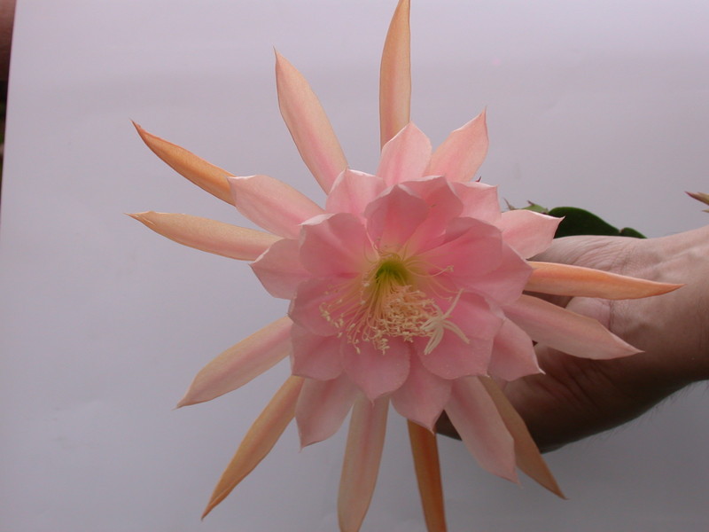 eh lotus 7561 falsch 99