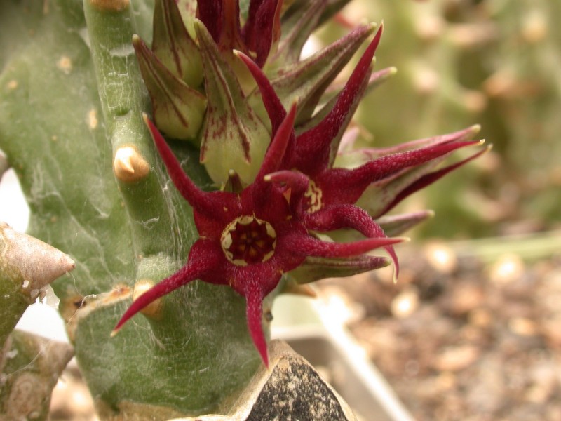 quaqua mammillaris 02