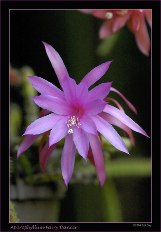 aporocactus fairy dancer DSC 7448 n 7 Fairy dancer